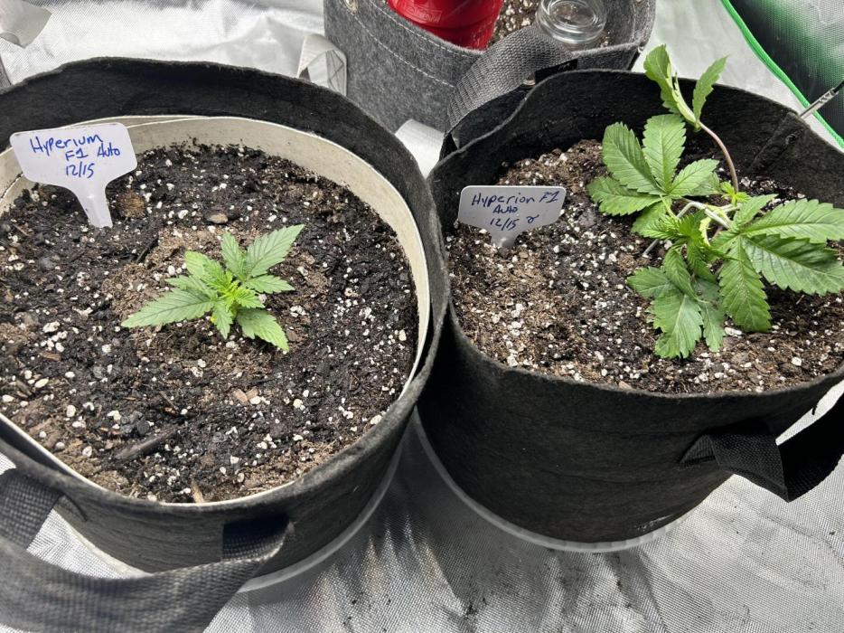 Autoflower 25-26. Week 3