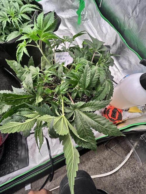 Autoflower 25-26. Week 5