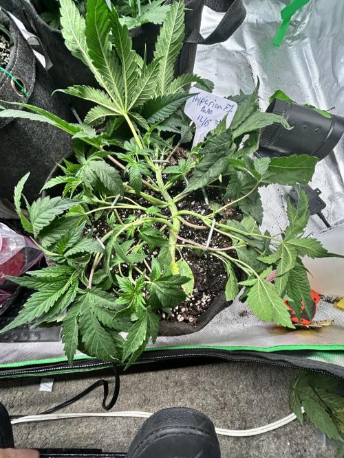 Autoflower 25-26. Week 5