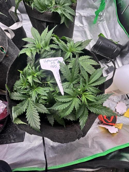 Autoflower 25-26. Week 5