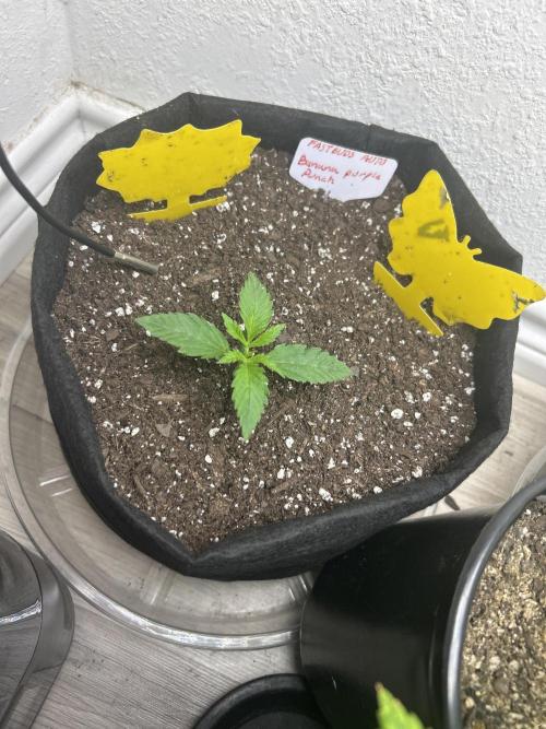 FB Banana Purple Punch 🥊. Week 1