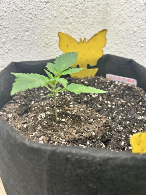 FB Banana Purple Punch 🥊. Week 1