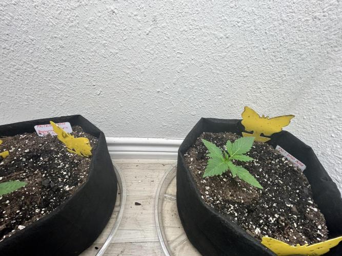 FB Banana Purple Punch 🥊. Week 1