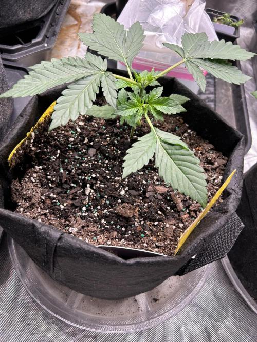 FB Banana Purple Punch 🥊. Week 2 - LST this one 
