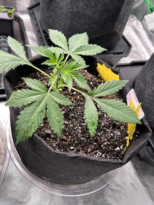 FB Banana Purple Punch 🥊. Week 2 - Topped this one to see how it will react 