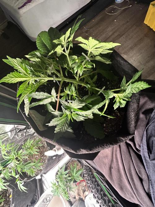 FB Banana Purple Punch 🥊. Week 3