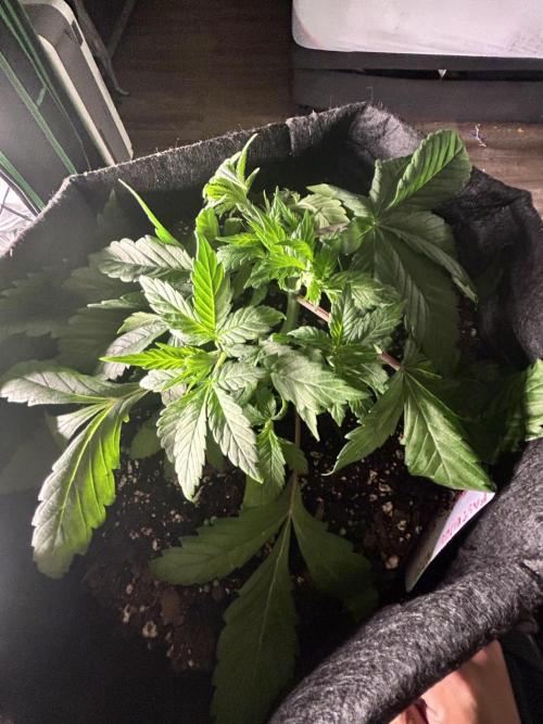 FB Banana Purple Punch 🥊. Week 3
