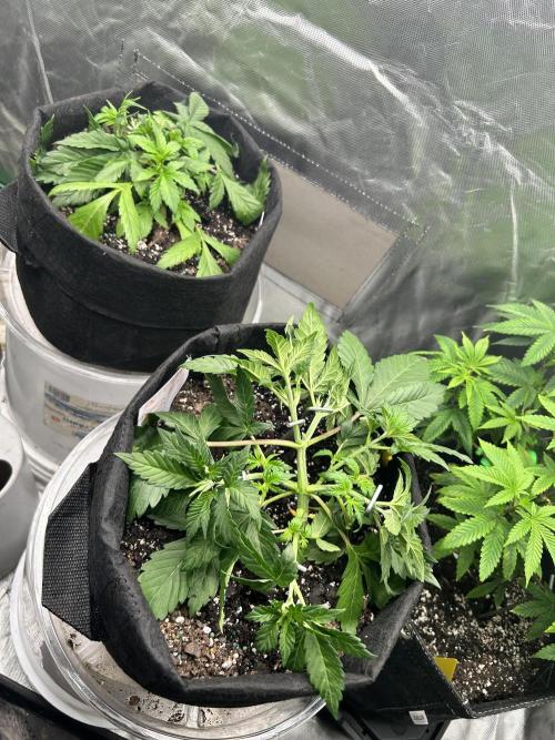 Banana Purple Punch Auto. Week 3