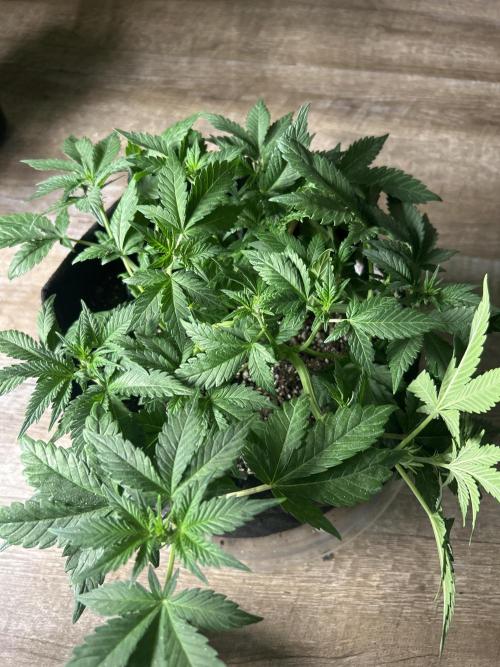 FB Banana Purple Punch 🥊. Week 4 - TOPPED 
Still holding down branches to expand wide 