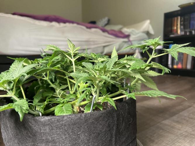 FB Banana Purple Punch 🥊. Week 4 - TOPPED 
Seems like the topped plant is bigger and stronger
Preflower
