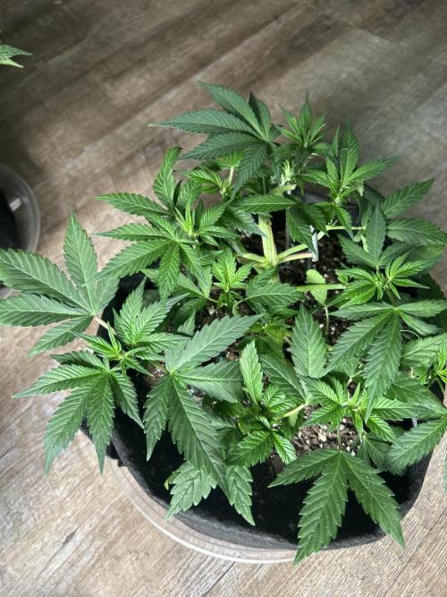 FB Banana Purple Punch 🥊. Week 4 - LST 
This one I’m tying down seems like cruise control 