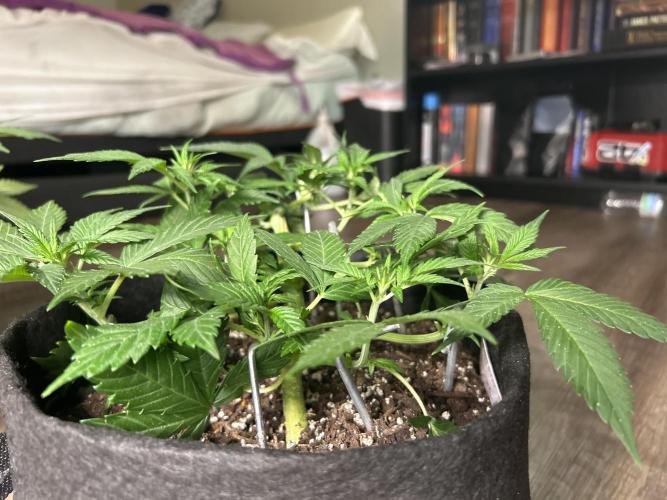 Banana Purple Punch Auto. Week 4