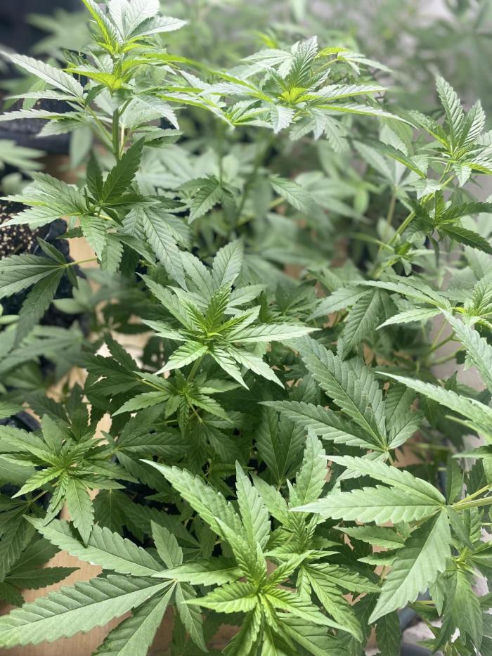 LIT FARM  | STRAIN : CROISSANT. Week 8 - I was meant to love you, 
I knew I loved you at first sight…