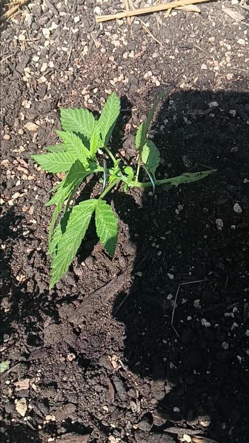 2nd AutoFlower strain