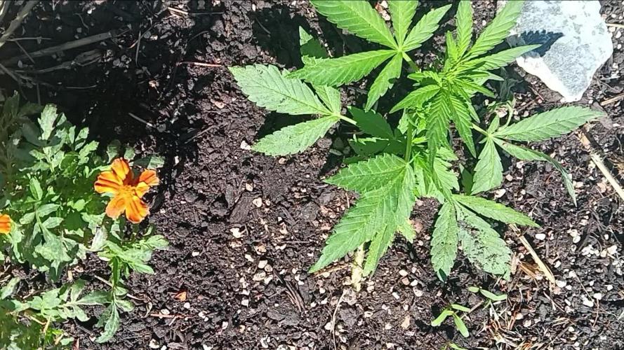 2nd AutoFlower strain