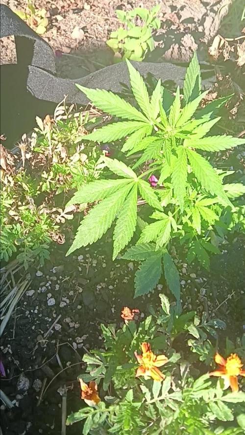 2nd AutoFlower strain