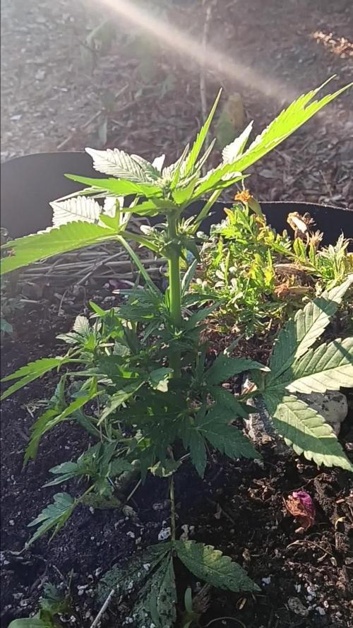 2nd AutoFlower strain