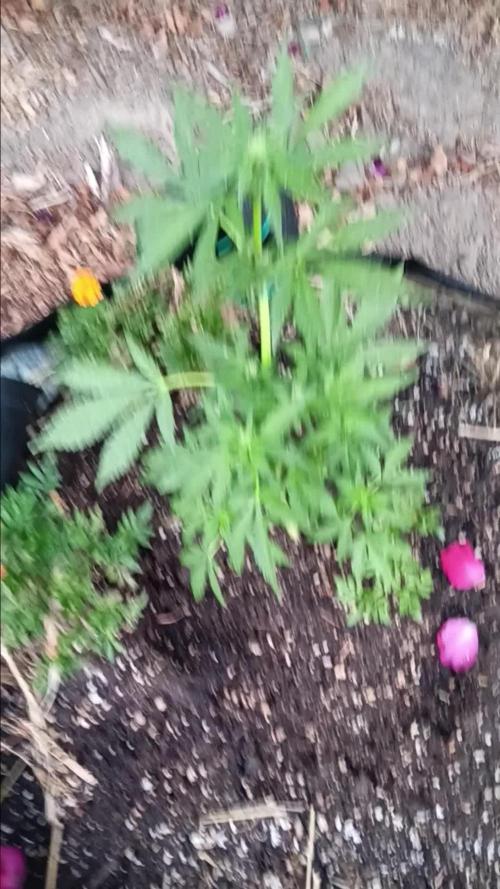 2nd AutoFlower strain