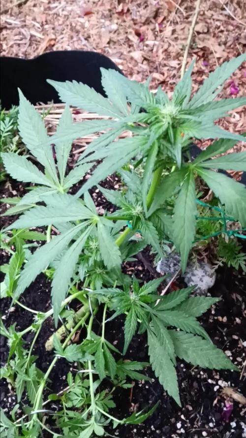 2nd AutoFlower strain