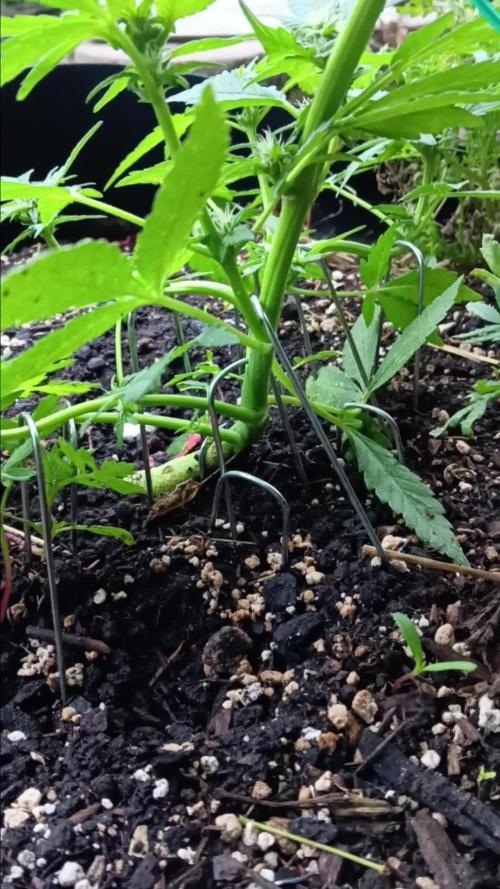 2nd AutoFlower strain