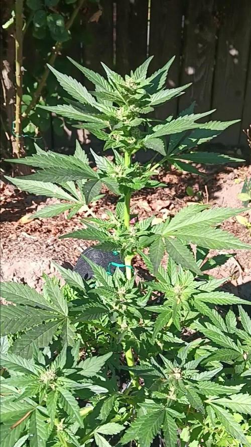 2nd AutoFlower strain