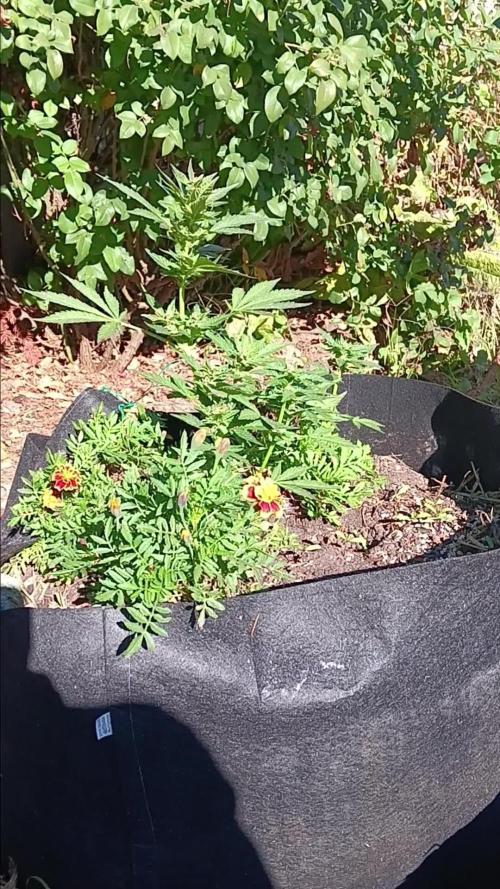 2nd AutoFlower strain