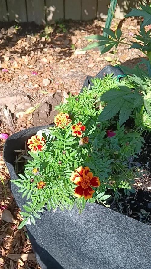 2nd AutoFlower strain