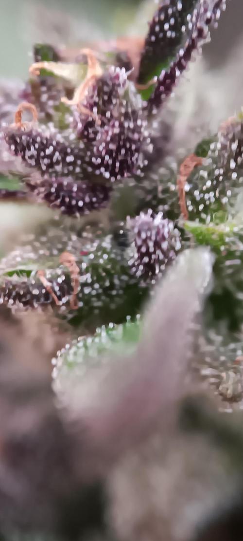 2nd AutoFlower strain. Week 21