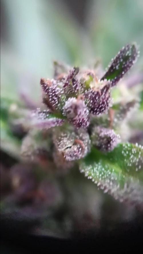 2nd AutoFlower strain