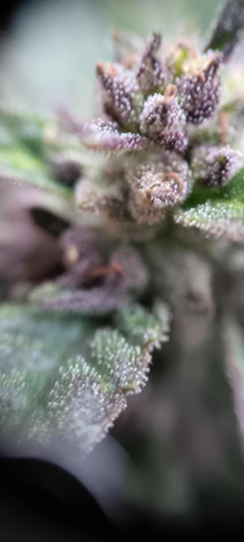 2nd AutoFlower strain. Week 21