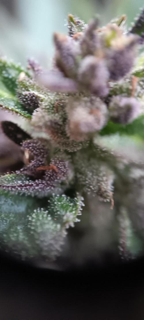 2nd AutoFlower strain. Week 21