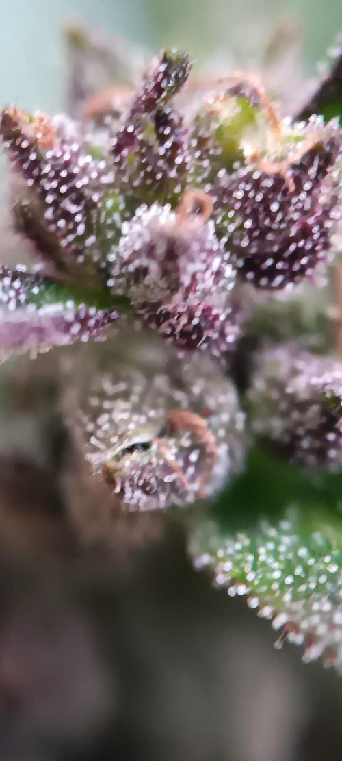 2nd AutoFlower strain. Week 21