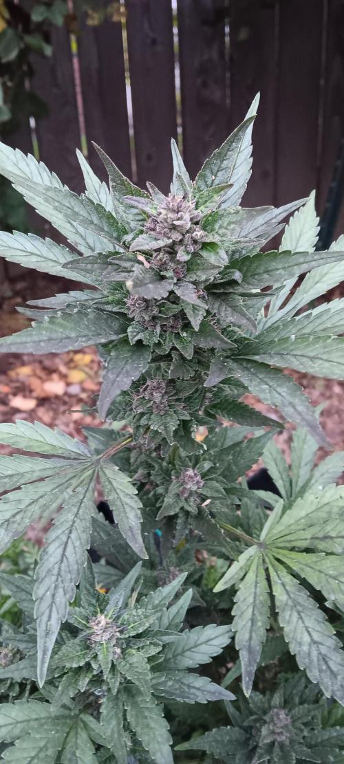 2nd AutoFlower strain. Week 21