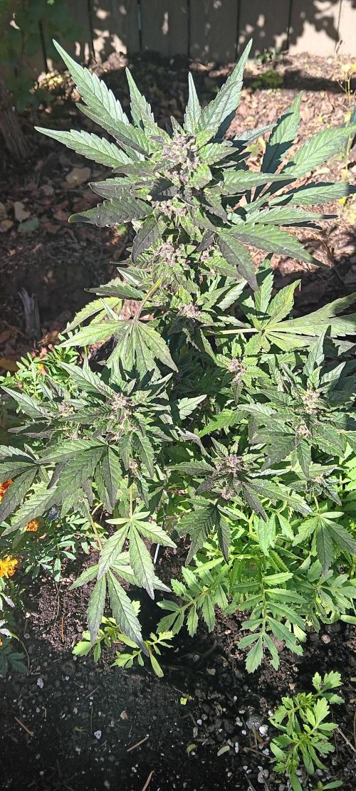 2nd AutoFlower strain. Week 22