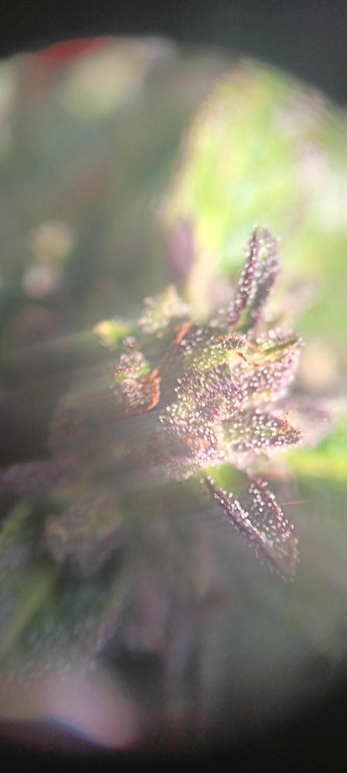 2nd AutoFlower strain. Week 22