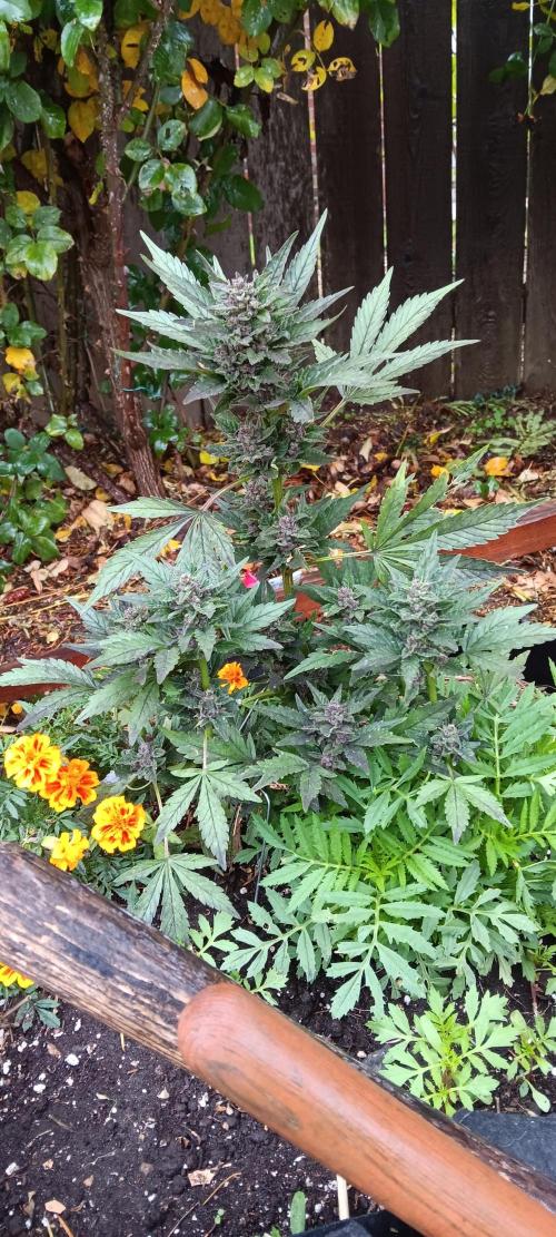 2nd AutoFlower strain. Week 23