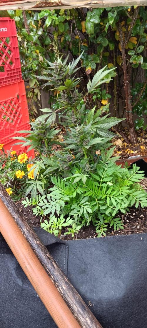 2nd AutoFlower strain. Week 23