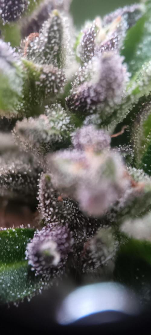 2nd AutoFlower strain. Week 23