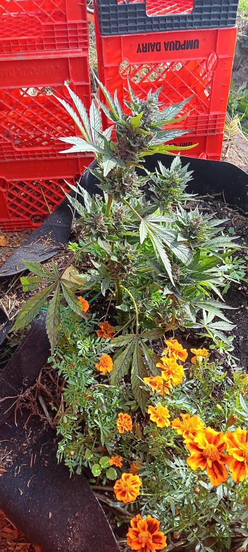 2nd AutoFlower strain. Week 24