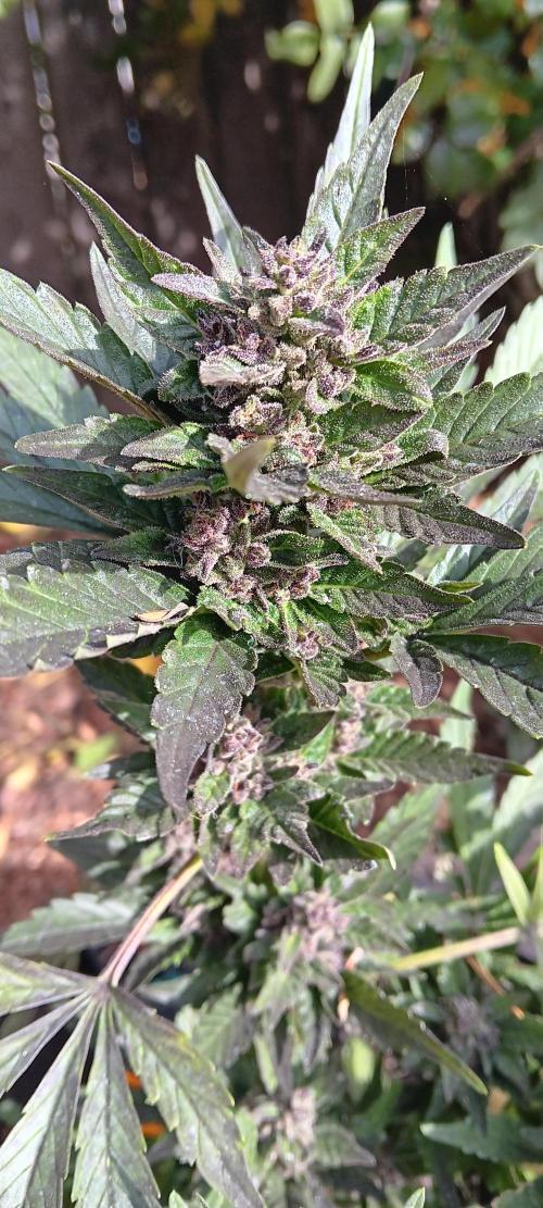 2nd AutoFlower strain. Week 24