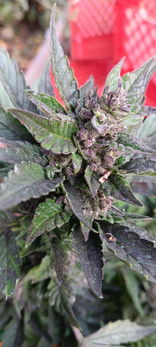 2nd AutoFlower strain. Week 24