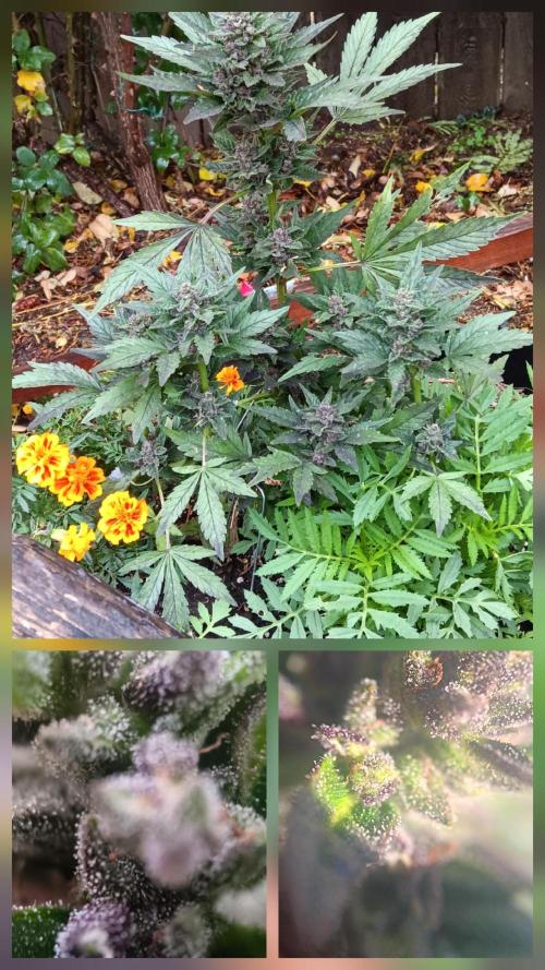 2nd AutoFlower strain. Week 24