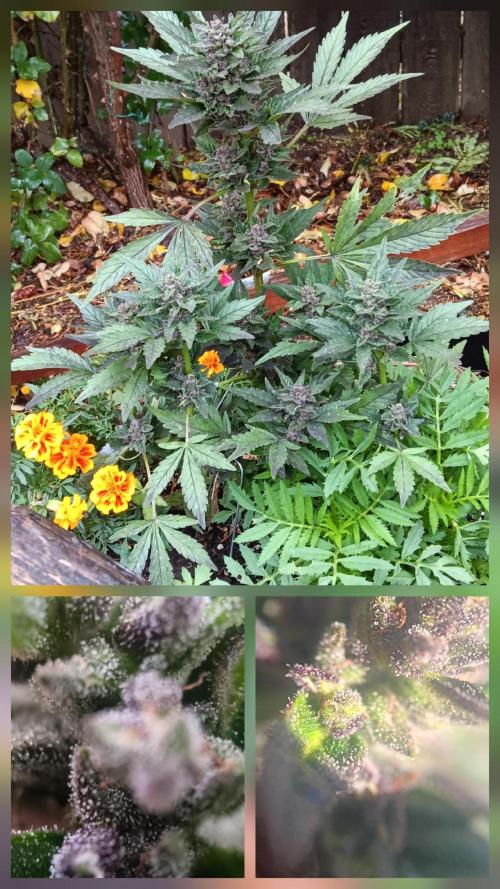 2nd AutoFlower strain. Week 24