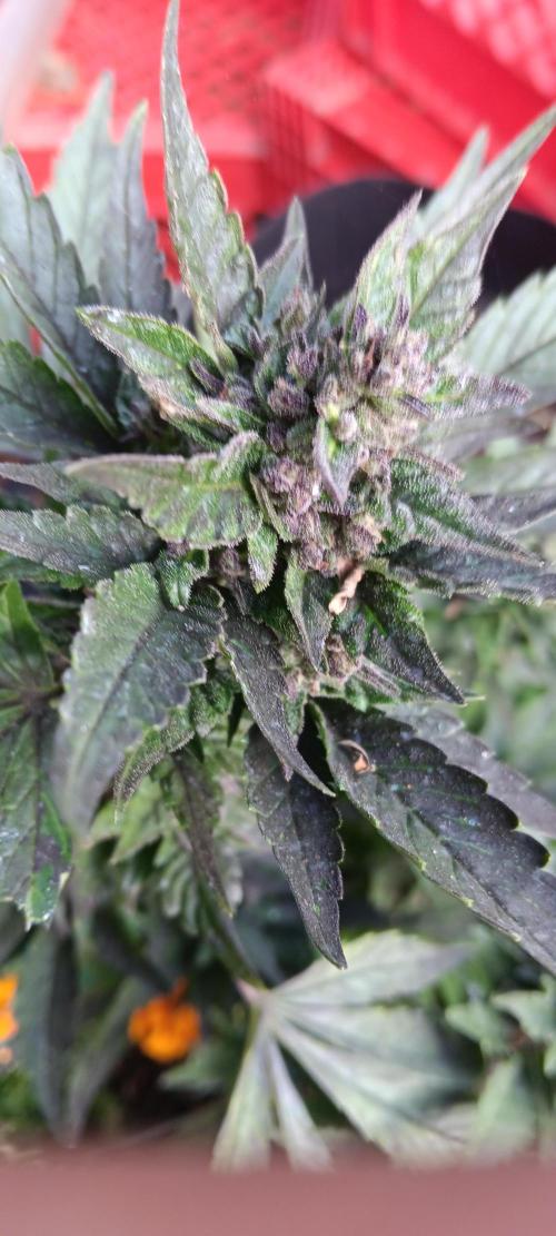 2nd AutoFlower strain. Week 24