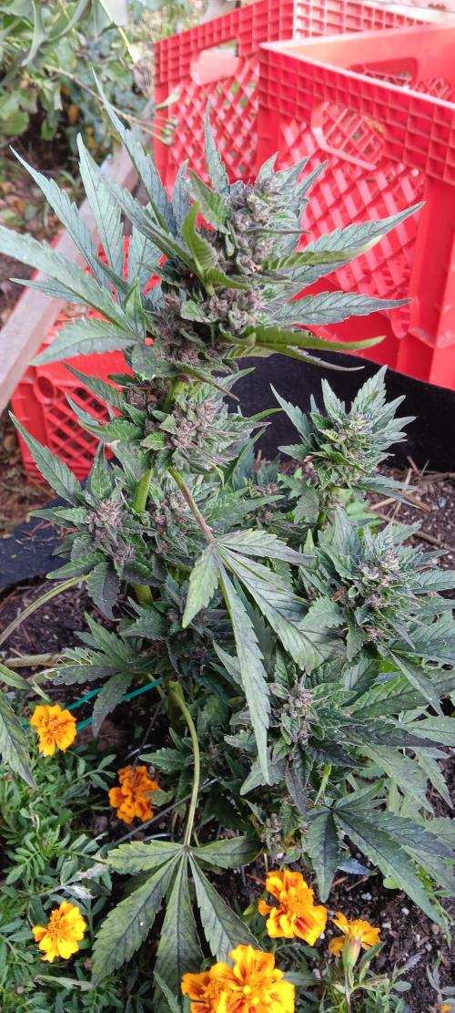 2nd AutoFlower strain. Week 24