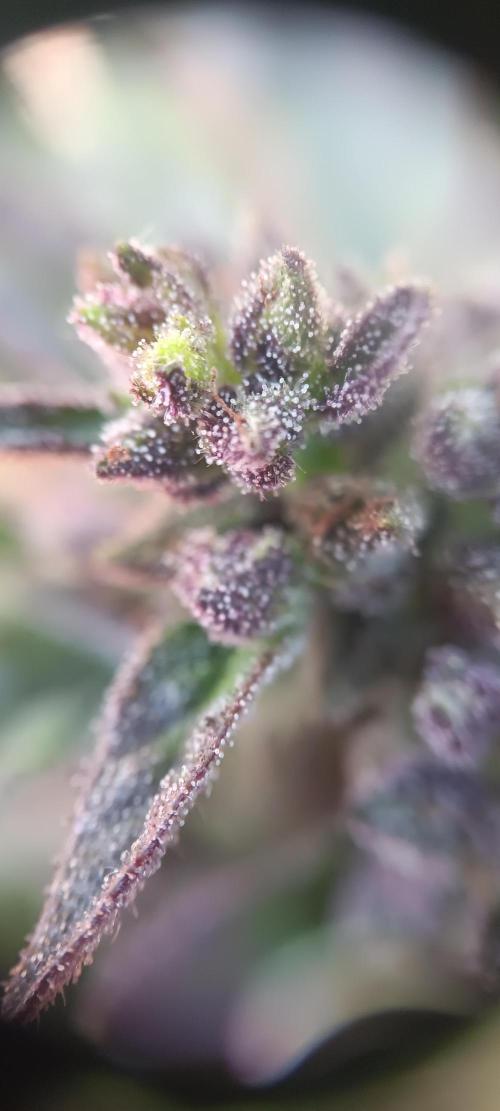 2nd AutoFlower strain. Week 26