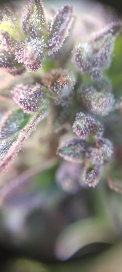 2nd AutoFlower strain. Week 26