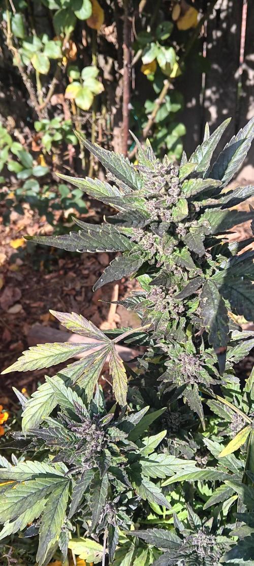 2nd AutoFlower strain. Week 26