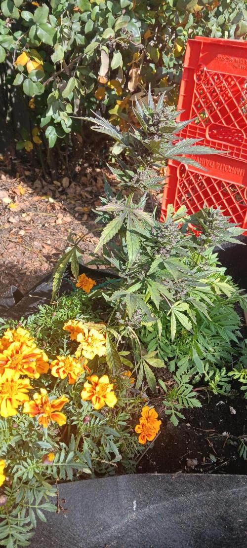 2nd AutoFlower strain. Week 26