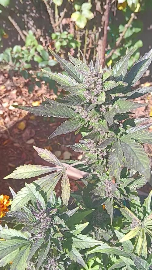 2nd AutoFlower strain